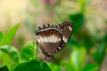 hypolimnas bolina looking for nectar on zinnia flower