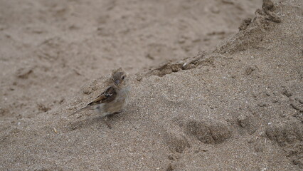 Gorriones en la playa, en la arena, pájaros en la orilla del mar