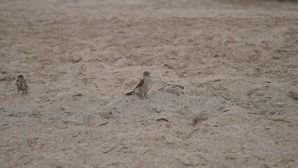 Gorriones en la playa, en la arena, pájaros en la orilla del mar