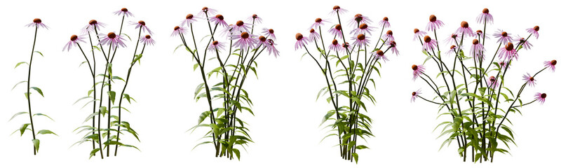 Set of purple wild flowers with isolated on transparent background. PNG file, 3D rendering illustration, Clip art and cut out