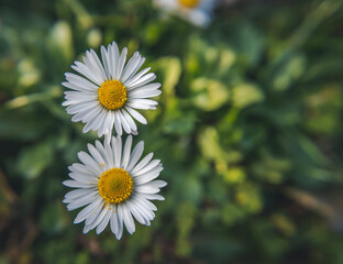 Two daisies on green grass in the shape of the number eight. International Women's Day background concept - 751669925