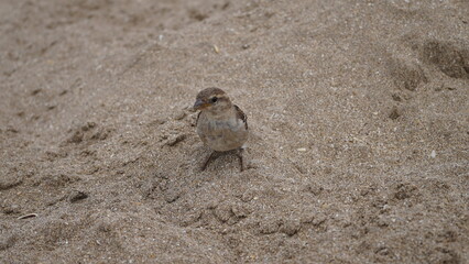 Gorriones en la playa, en la arena, pájaros en la orilla del mar