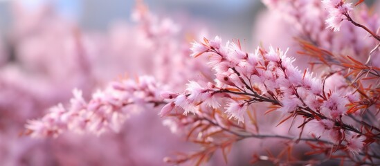 A close-up view of a tree branch covered in vibrant pink flowers. The flowers are in full bloom, showcasing their delicate petals and bright color against a blurred background.