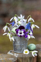 Blumen-Arrangement mit lila Hornveilchen, Schneeglöckchen, Traubenhyazinthe und Leberblümchen in...
