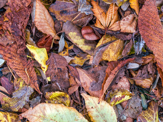A feast of color created by autumn leaves lay flat on the ground. Natural earthy background.