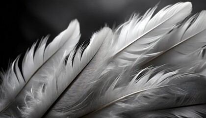 beautiful abstract white feathers on black background and soft black feather texture on white pattern and light background gray feather background gray banners