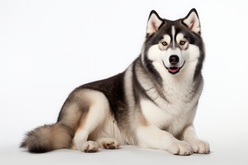Naklejka na ściany i meble Alaskan malamute, portrait on a white background. the breed of the sled dog of the North.