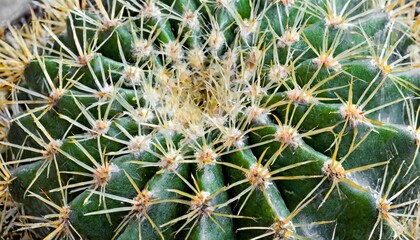 Naklejka na ściany i meble cactus close up in the detail