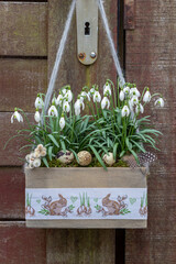 Schneeglöckchen Galanthus in einer Holzkiste mit Ostermotiv hängend an der Gartentür	
