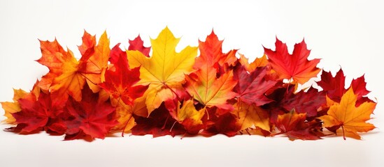 A collection of vibrant autumn leaves, including red and colorful maple foliage, arranged in a heap on a white background. The leaves showcase the vivid hues of the fall season.
