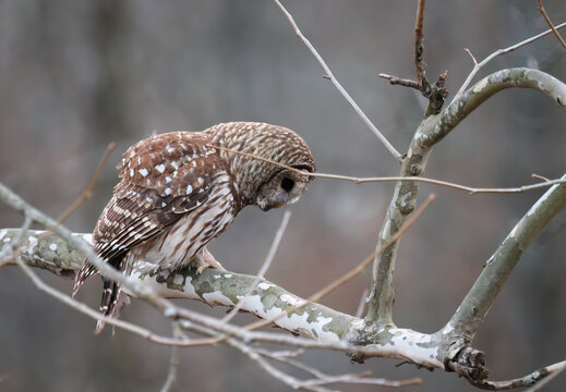 Beautiful Barred Owl intently searching the forest floor beneath his perch on a sycamore limb. 