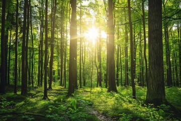 The sun shines brightly through the lush canopy of trees in a dense forest, casting dappled light on the forest floor. The rays create a beautiful play of light and shadows in the natural environment.