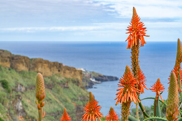 Beautiful agaves on the isle of Madeira, Portugal - 751674956