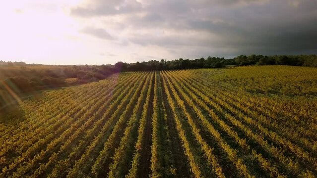 Drone shot of vineyards in the south of France during sunset. Wide shot of vineyards during autumn in France.