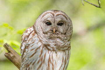 Barred Owl