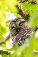 Barred Owl