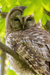 Barred Owl