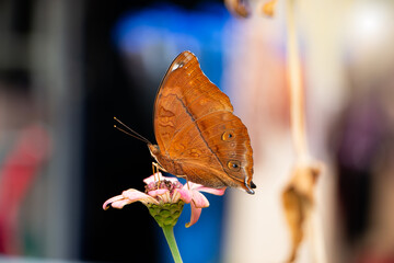 Doleschallia bisaltide looking for nectar  on zinnia flower