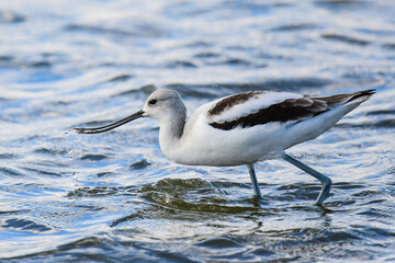 Avocet