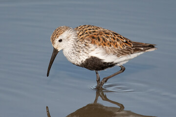 Dunlin