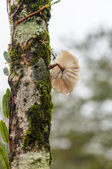 Mushroom growing on mossy tree trunk in rainy tropical weather, La Fortuna, Costa Rica