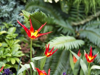 Tulip Acuminata, Flamelike Botanical Tulips
