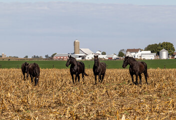 Naklejka na ściany i meble Stunning, black Percheron draft horses in a corn stubble field with a beautiful Amish farm in the background. 