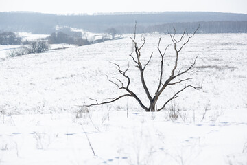 A withered tree in a winter field on a bright sunny day - 751682199