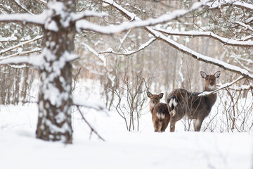 Sika deer, doe and fawn in the winter forest - 751682948