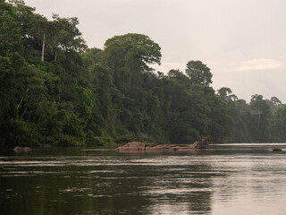River in the jungle at sunset