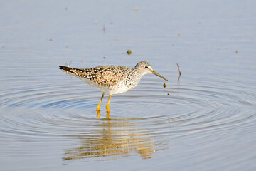 Yellowlegs