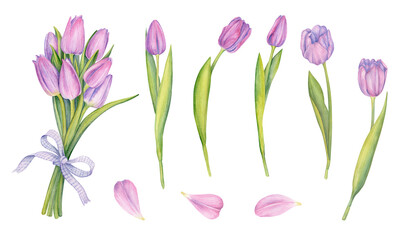 Pink tulip flowers watercolor collection. Set of spring and summer flowers painting isolated on white background for your design. Botanical painting. Flora design.