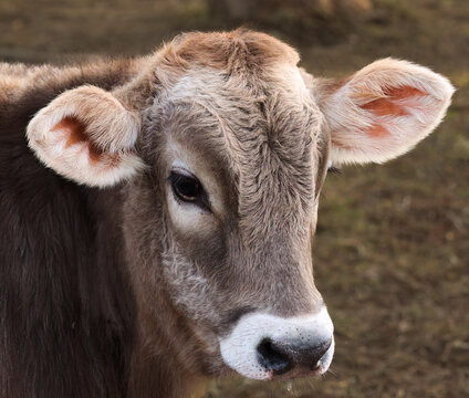 Portrait of a Brown Swiss steer. 
