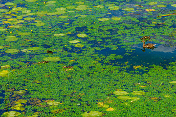 Grey duck with her ducklings swimming in a river