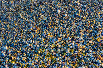 Background of the many sea shells. Natural pattern