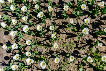 Blooming tulips in flower bed at the city park