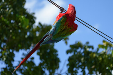 greenwing macaw macaw free flying parrot	