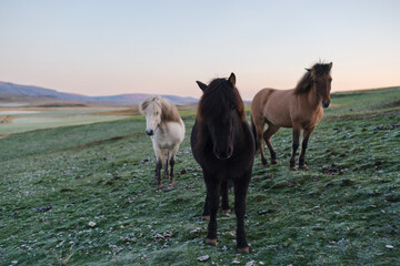 Traveling and exploring Iceland landscapes and famous places. Icelandic horses on the field. Autumn tourism by Atlantic Ocean and mountains. Outdoor views on beautiful cliffs and travel destinations.
