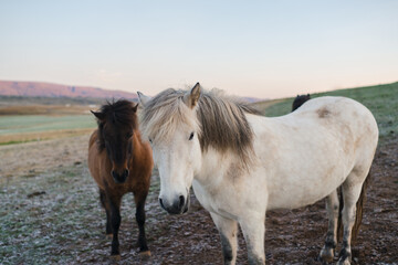 Obraz premium Traveling and exploring Iceland landscapes and famous places. Icelandic horses on the field. Autumn tourism by Atlantic Ocean and mountains. Outdoor views on beautiful cliffs and travel destinations.