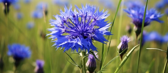 A blue cornflower, scientifically known as Centaurea cyanus, stands out amidst a field of vibrant green grass, showcasing the contrast of colors in nature. - obrazy, fototapety, plakaty