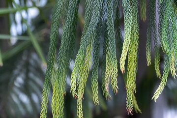 Green branch araucaria columnaris of tropical plants in glasshouse. Coniferous evergreen tree of...