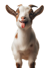 Cute Happy Goat Kid