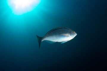 silver fish swim happily in the sunshine on the sea bed