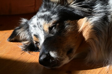 Mittagsschlaf. Schöner langhaariger Hund liegt auf Holzboden in der Sonne
