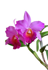 Blooming cattleya orchid in bright pink color isolated on white background, selective focus, vertical orientation.
