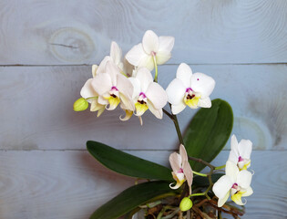 Blooming white phalaenopsis on a blue wooden background, selective focus, horizontal orientation.