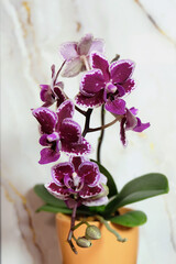 Blooming dark purple phalaenopsis orchid on a light marble background, selective focus, vertical orientation.