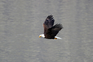 Bald Eagle Gliding over the Ocean Surface. Alaska, USA. Morning light	