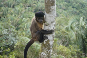 Fototapeta premium The black capuchin (Sapajus nigritus), also known as the black-horned capuchin, is a capuchin monkey from the Atlantic Forest in south-eastern Brazil. Bosco Park site, Tianguá – Ceará. Brazil.