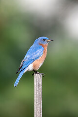 Eastern Bluebird